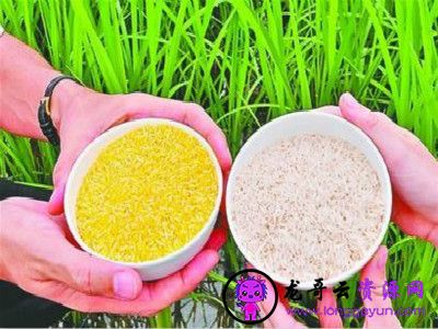 平常吃的大米是转基因大米吗