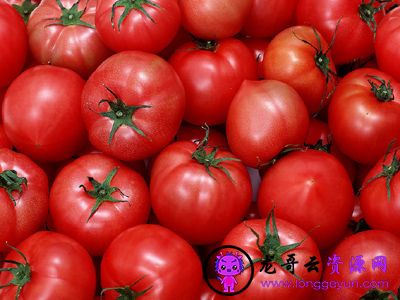 转基因西红柿品种都有什么